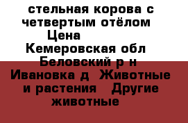 стельная корова с четвертым отёлом › Цена ­ 60 000 - Кемеровская обл., Беловский р-н, Ивановка д. Животные и растения » Другие животные   